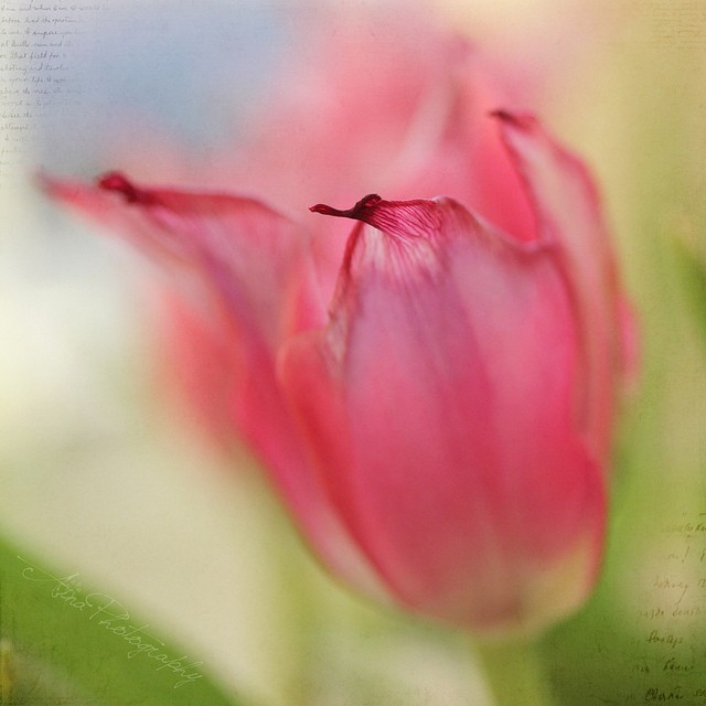 Aina Apelthun美丽的花卉摄影