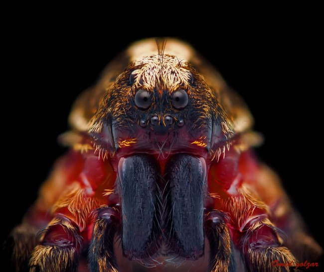 完美的昆虫微距摄影
