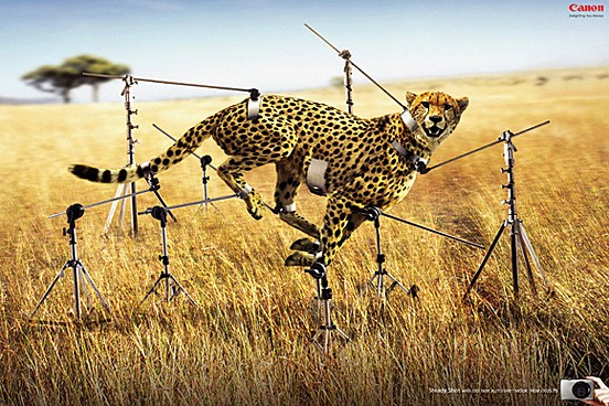 40个可爱动物元素的创意广告欣赏