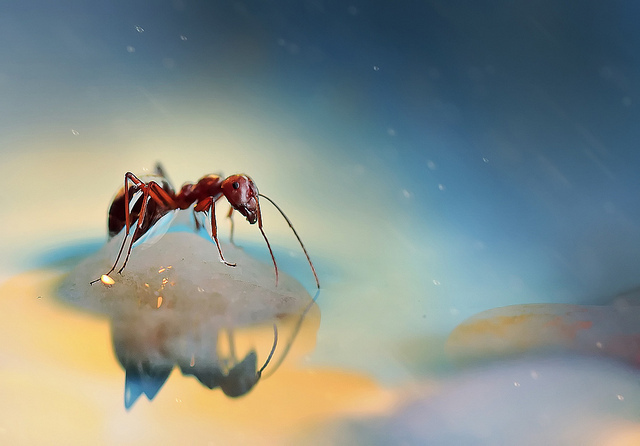 马来西亚摄影师李佩玲：微距镜头下的昆虫