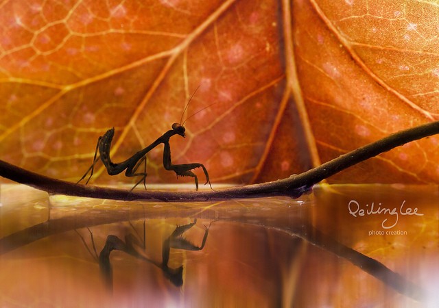 马来西亚摄影师李佩玲：微距镜头下的昆虫
