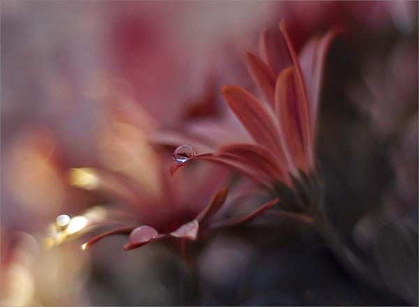 微距摄影欣赏：叶上的露珠