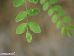 利用PS通道替换制作怀旧的暖褐色图片