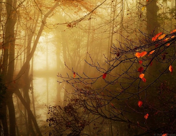 Nelleke Pieters迷人的森林摄影
