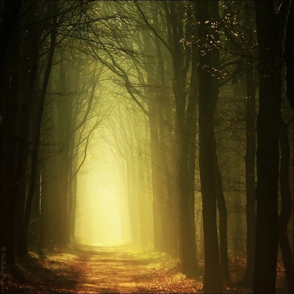 Nelleke Pieters迷人的森林摄影