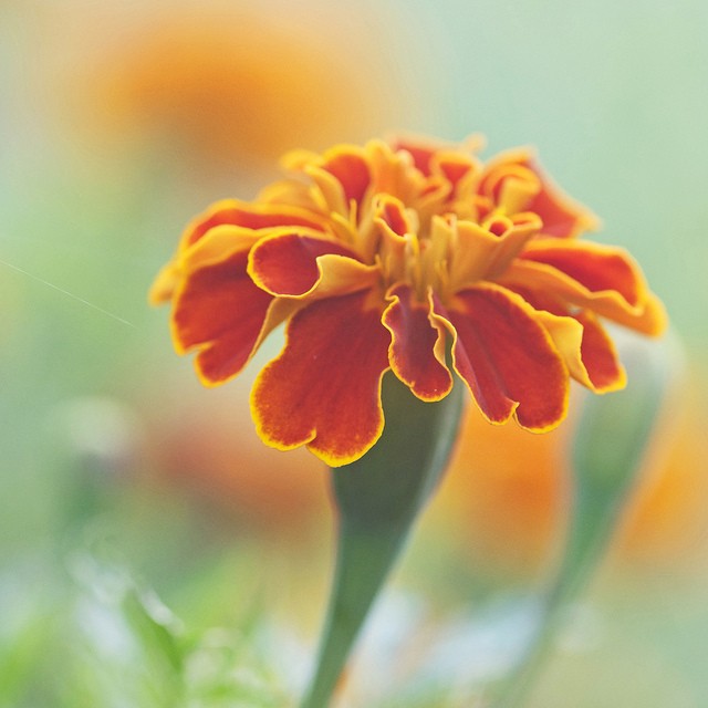 Larri Cochran美丽的花卉摄影