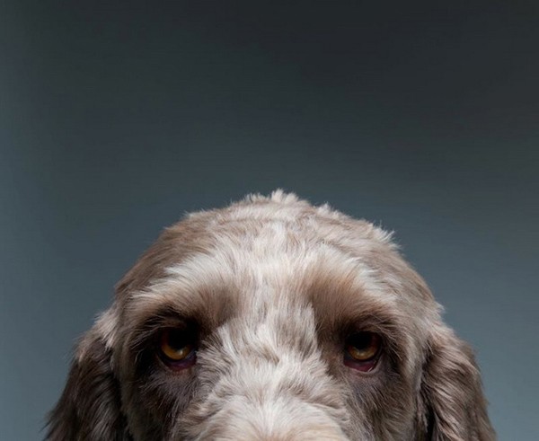 英国摄影师Gerrard Charles Gethings：狗的肖像摄影