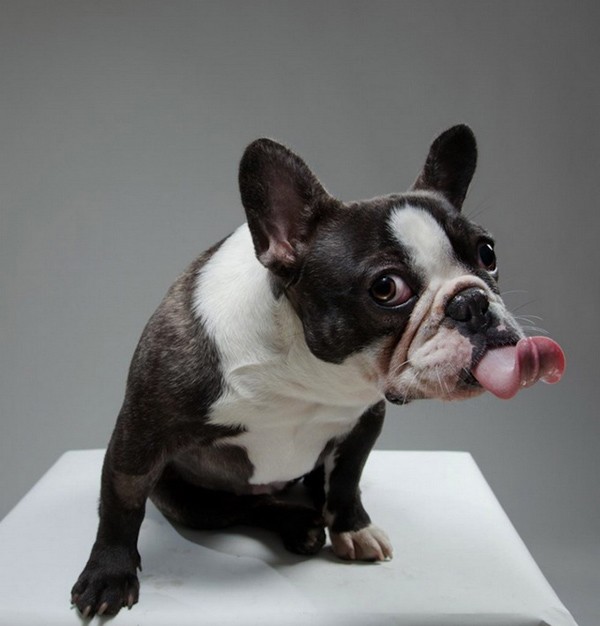 英国摄影师Gerrard Charles Gethings：狗的肖像摄影