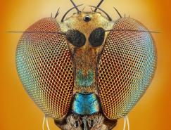 10張完美的昆蟲微距攝影