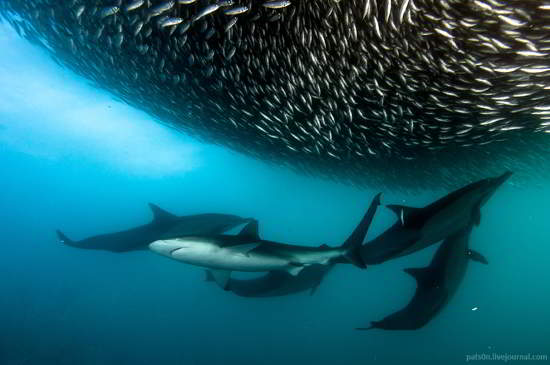 神奇的水下世界：美丽的海底动物摄影