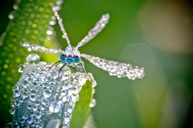David Chambon微距摄影：裹满露水的昆虫