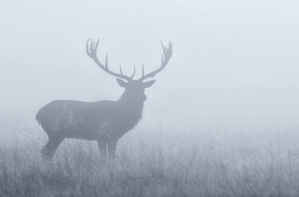 Mark Bridger动物摄影欣赏：鹿