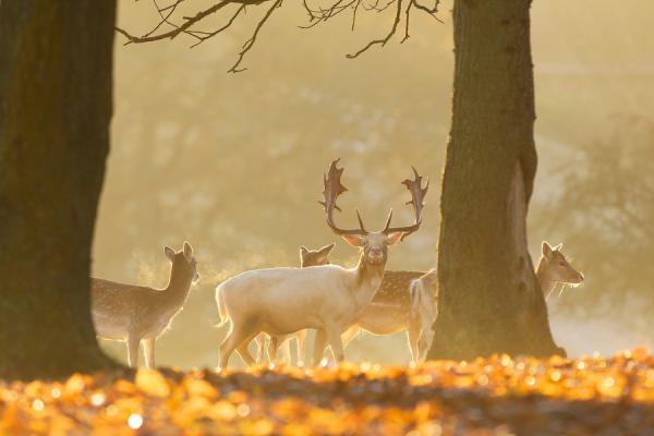 Mark Bridger动物摄影欣赏：鹿