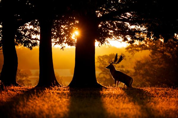 Mark Bridger动物摄影欣赏：鹿