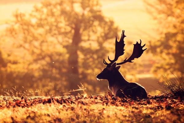 Mark Bridger动物摄影欣赏：鹿