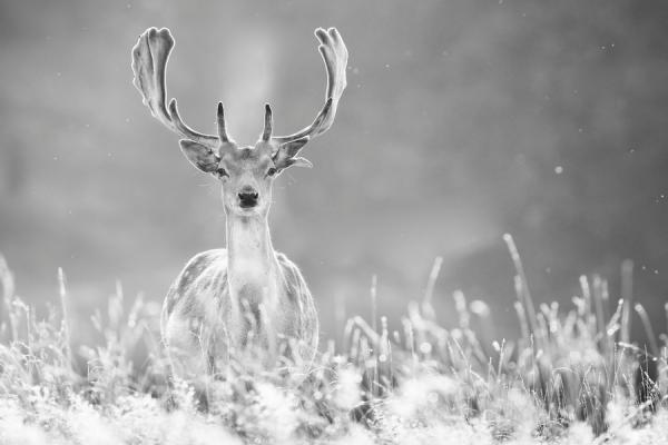 Mark Bridger动物摄影欣赏：鹿