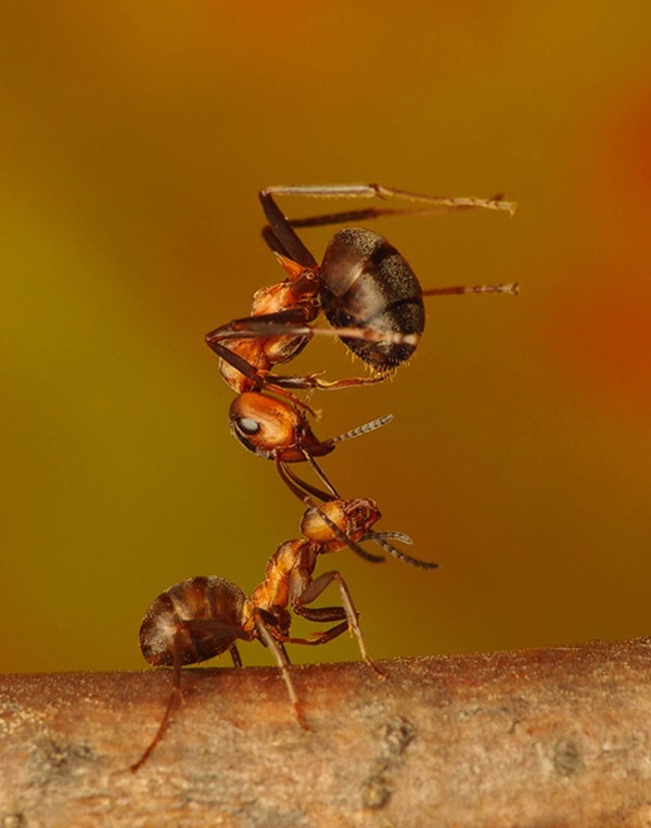 Pawel Bieniewski独特的微距昆虫摄影
