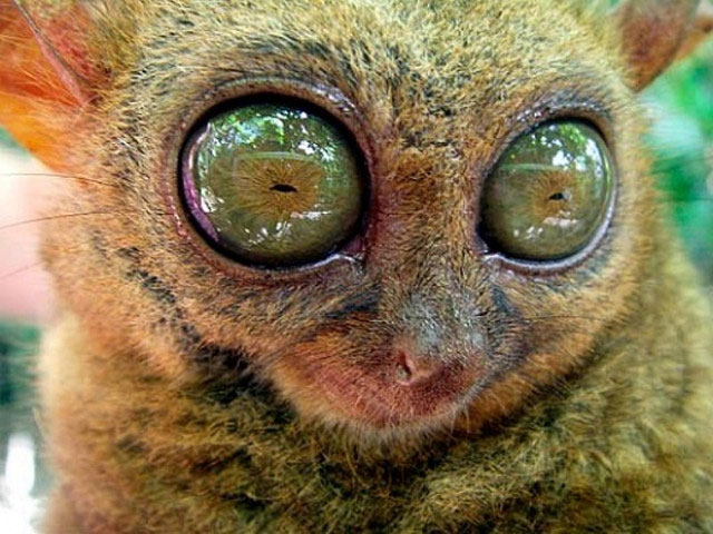 25张惊人的动物眼睛特写
