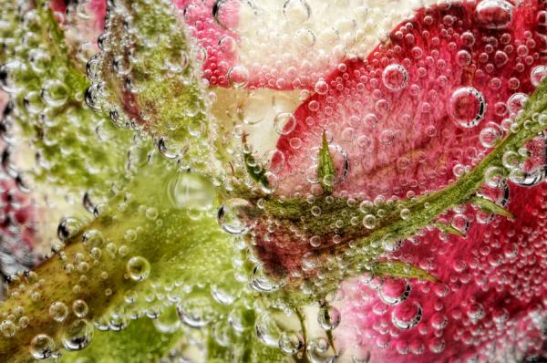 Mark Johnson美丽的花卉微距摄影佳作