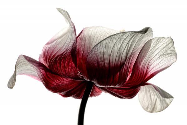 Mark Johnson美丽的花卉微距摄影佳作