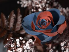攝影欣賞：精致的玫瑰花圖片