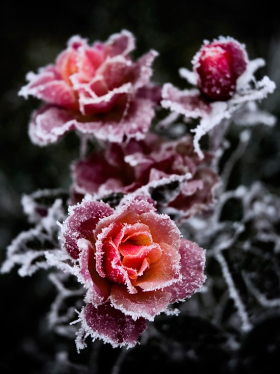 摄影欣赏：精致的玫瑰花图片