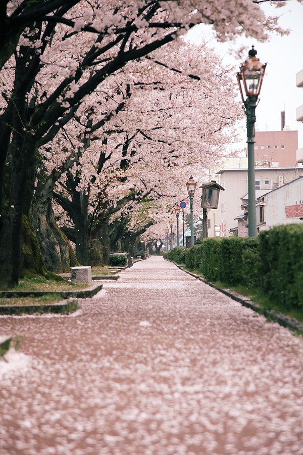 摄影欣赏：美丽樱花盛开的季节