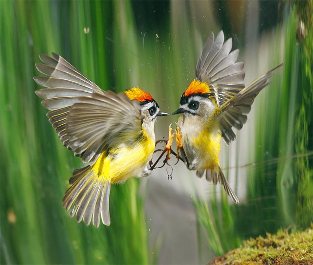 台湾鸟类摄影双人组JOHN&FISH：鸟的美丽身影