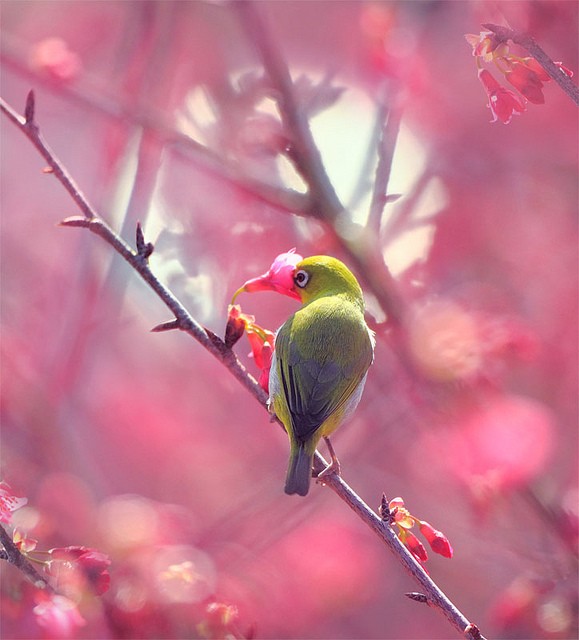 台湾鸟类摄影双人组JOHN&FISH：鸟的美丽身影