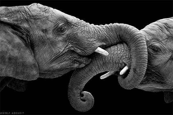 动物摄影欣赏：大象