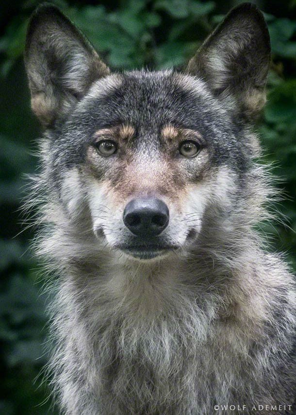 Wolf Ademeit动物肖像摄影