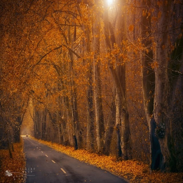 Ildiko Neer: 梦境般的红色林荫路