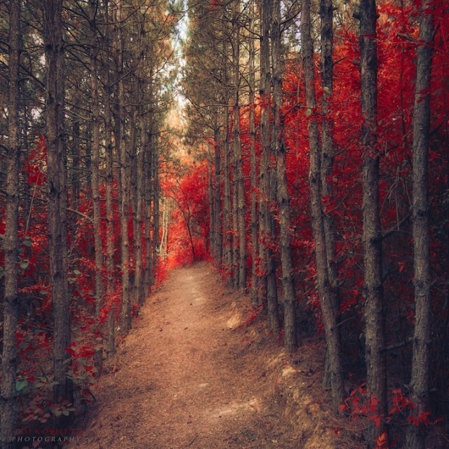 Ildiko Neer: 梦境般的红色林荫路