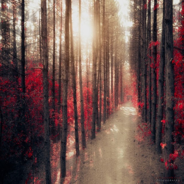 Ildiko Neer: 梦境般的红色林荫路