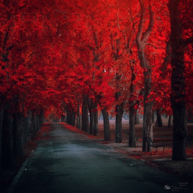 Ildiko Neer: 梦境般的红色林荫路