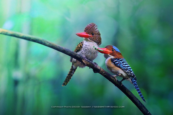 Sompob Sasismit鸟类摄影作品欣赏