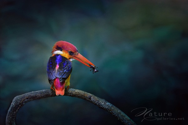 Sompob Sasismit鸟类摄影作品欣赏