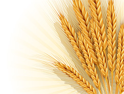 射线背景金色麦穗矢量素材