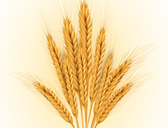 金色麦穗矢量素材