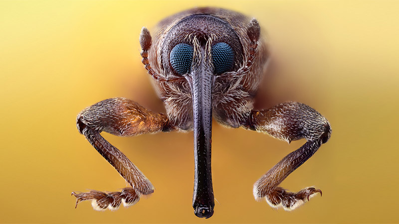 漂亮的昆虫微距摄影作品欣赏