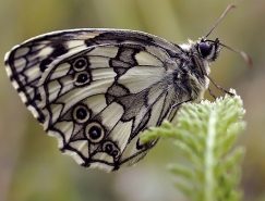 漂亮的昆蟲微距攝影作品欣賞