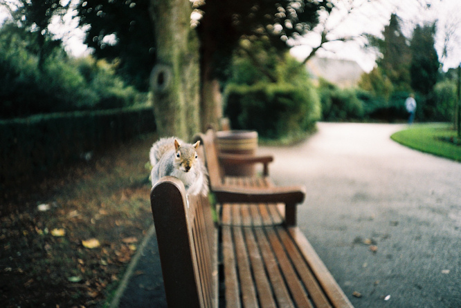 动物摄影欣赏:可爱的松鼠