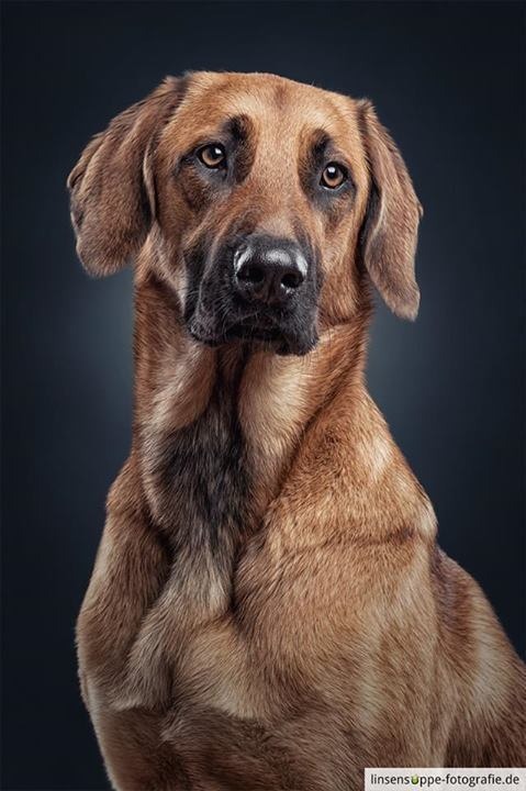 Daniel Sadlowski可爱狗狗肖像摄影