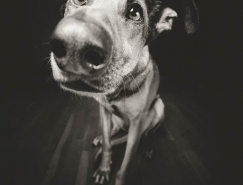 德國攝影師Elke Vogelsang:狗狗肖像攝影