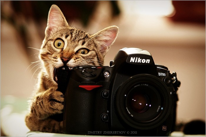 15个可爱猫咪摄影欣赏