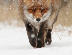 35個可愛的狐狸圖片欣賞