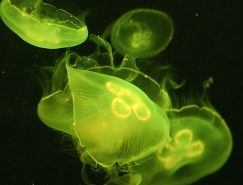 動物攝影欣賞:漂亮的水母