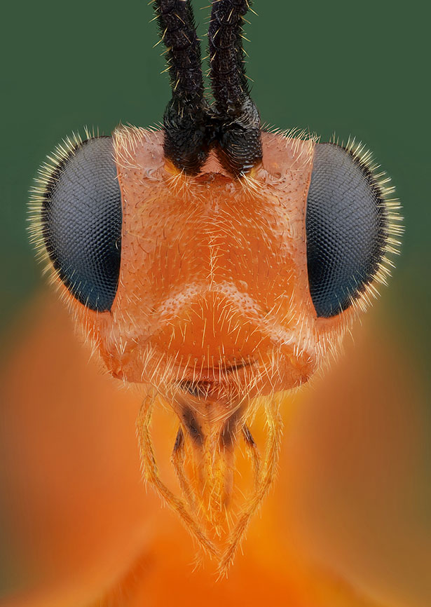 极致的细节:AlHabshi高清昆虫微距摄影