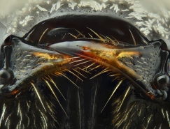 極致的細節:AlHabshi高清昆蟲微距攝影