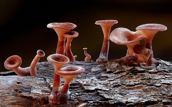 Steve Axford摄影作品:梦幻蘑菇